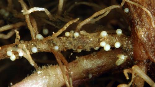 Золотистая картофельная нематода, что это такое. Картофельная нематода: признаки, методы борьбы и лечения