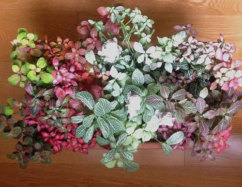 Грунт для пересадки фиттонии. Особенности размножения фиттонии