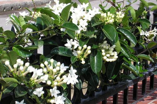 Вянет стефанотис листья мягкие желтеют, что делать. Что делать если у стефанотиса желтеют листья?