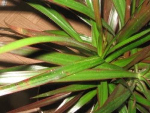 Что делать если белые личинки на драцене, как. Щитовка на драцене – что делать