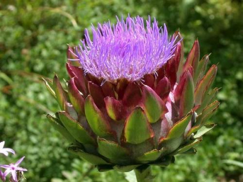 Артишок настоящий. Вся правда об артишоках. Посадка и уход