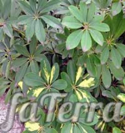 Schefflera arboricola уход. Шеффлера виды