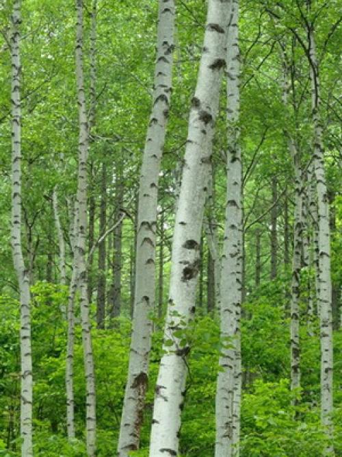 Название деревьев в России. Лиственные деревья и кустарники: названия и фото