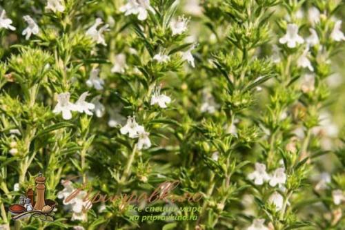 Пряность чабер огородный Ароматный. Что такое чабер?