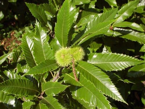 Хлебное дерево Каштан. Каштан зубчатый — съедобная, красивая и неприхотливая культура