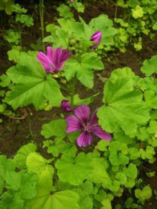 Мальва лесная гф. Мальва: красивая, лечебная, питательная