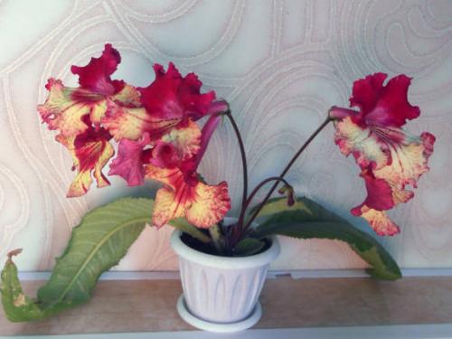 Стрептокарпус Размножение листом в воде. Стрептокарпус: размножение фрагментом листа