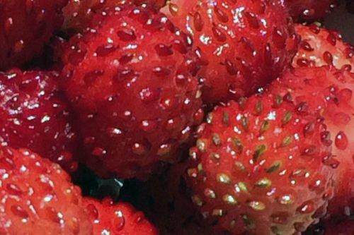 Когда пересаживать землянику из семян. Описание выращивания земляники