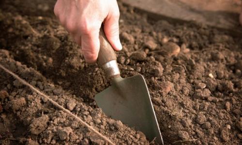 Когда пересаживать землянику ремонтантную осенью. 3
Осенний уход за растением