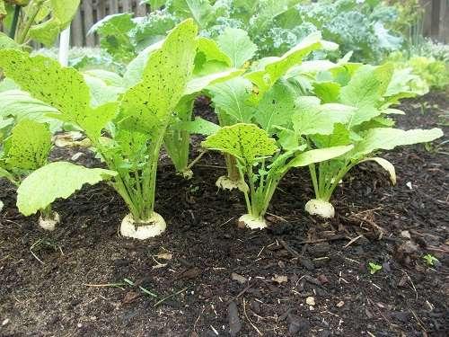 Репка, каким цветом. Репа, где ты будешь жить?