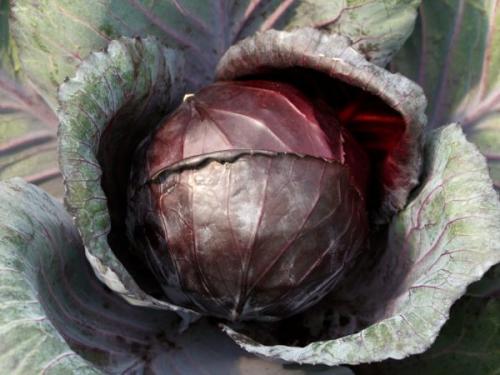 Современные сорта капусты. Сорта краснокочанной капусты