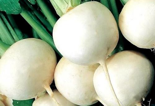 Репка, какой цвет. Обзор сортов репы