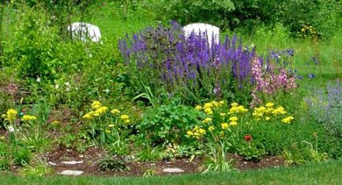 Декоративный лук моли посадка. Лук декоративный моли