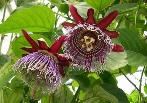 Пассифлора полезные свойства и противопоказания. Пассифлора: от чего помогает и что лечит, как использовать в народной медицине