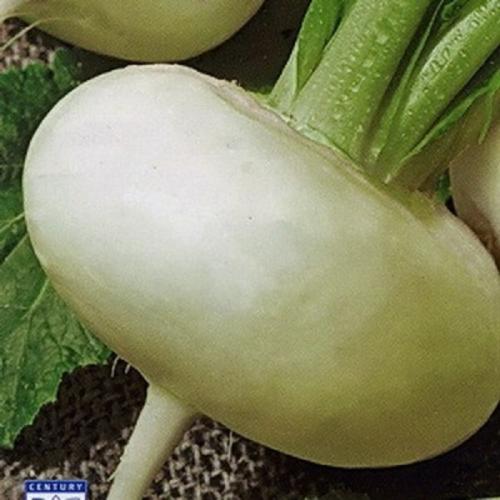 Какого цвета бывает репа. Обзор сортов репы