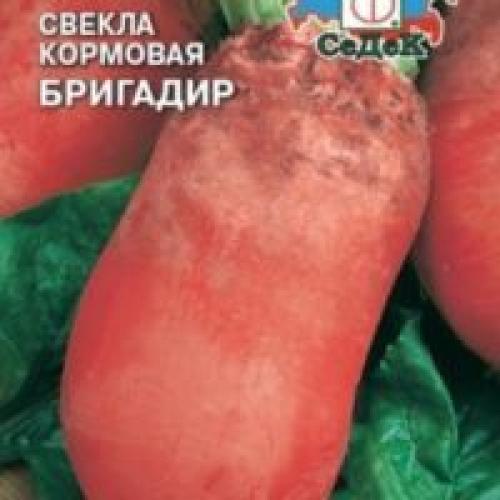 Лучшие сорта свеклы кормовой. Популярные сорта