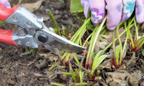 Когда пересаживать землянику ремонтантную осенью. 3
Осенний уход за растением