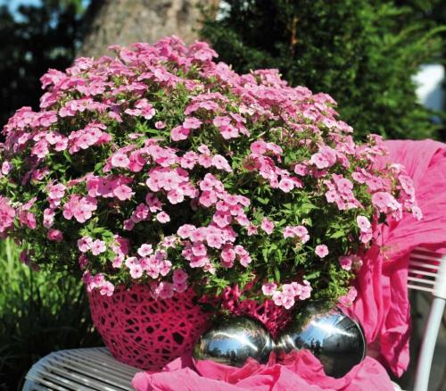 Когда сажать флоксы многолетние семенами. Описание растения, способы его размножения