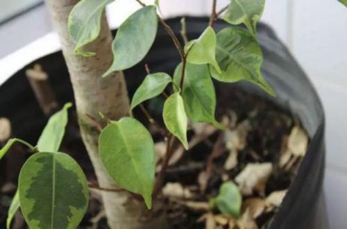 Фикус Бенджамина осыпается, что делать. Недостаток или переизбыток освещения