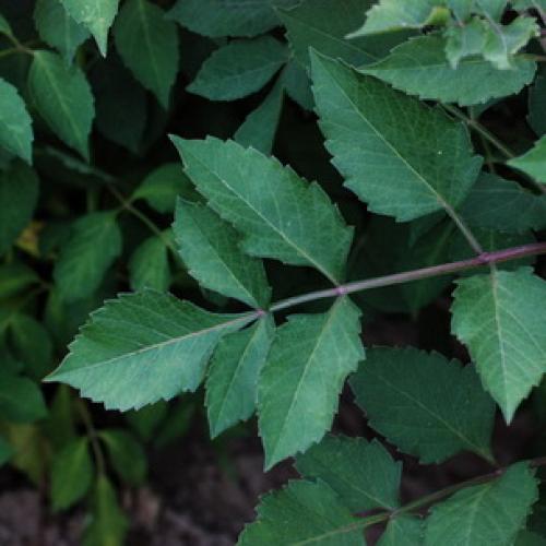 Георгина культурная. Как выглядит георгин: описание растения