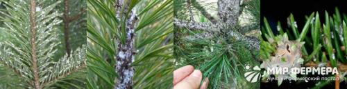 Болезни сосны лечение. Болезни и лечение хвойных растений и деревьев