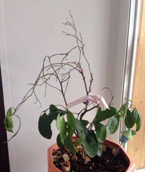 Почему опадают листья у комнатного мандарина. Почему у мандарина опадают листья? Лечение болезни