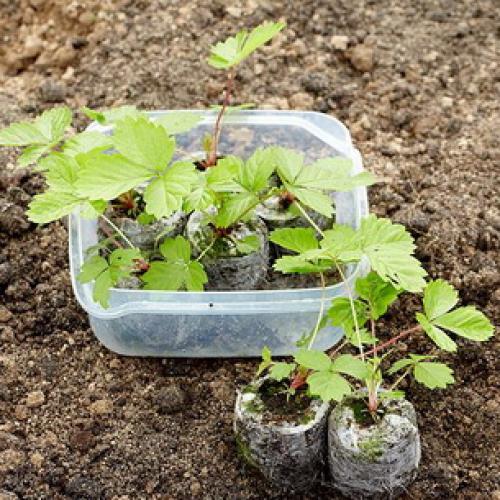 Когда рассаживать ремонтантную землянику безусую. Как размножить и ухаживать за ремонтантной безусой земляникой лучших сортов