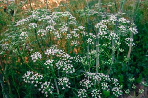 Съедобные зонтичные растения. Семейство Зонтичные: характеристика и представители