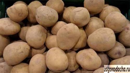 Пасленовые овощи – выращивание и уход