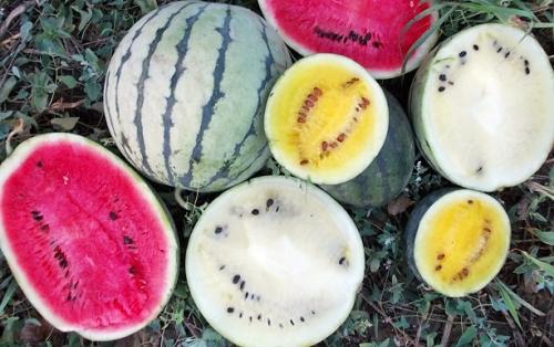 Самые поздние сорта арбуза. Сорта арбузов