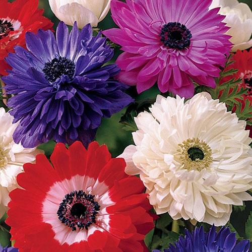 Выращиваем на даче различные виды и сорта анемонов