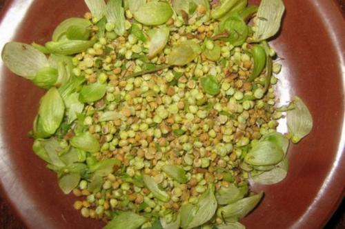 Как размножается хмель семенами. Как размножают хмель