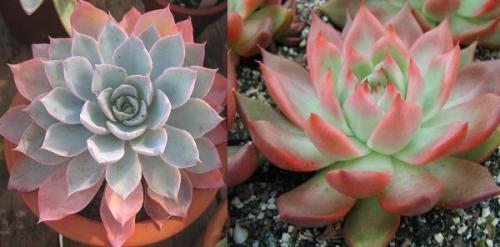 Эхеверия Черный принц уход. Эхеверия – каменная роза 