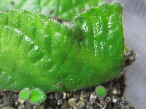 Стрептокарпус Размножение листом когда появляются всходы. Re: Размножение стрептокарпуса листом