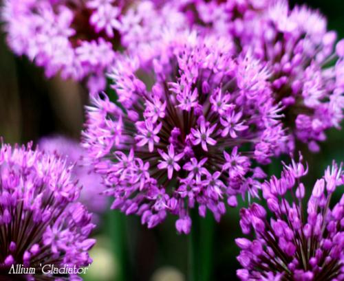 Лук христофа. Луки декоративные многолетние