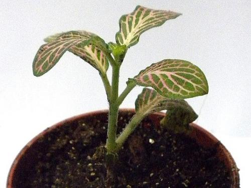 Грунт для пересадки фиттонии. Особенности размножения фиттонии