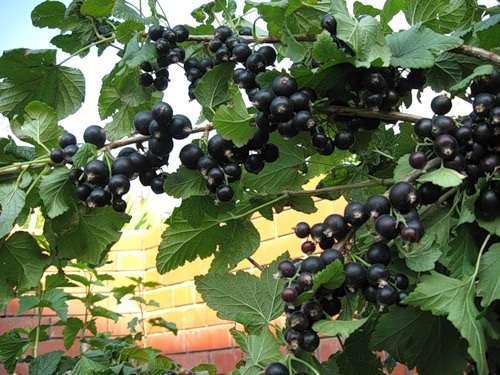 Массовое размножение смородины. Здравствуйте, дорогие читатели!