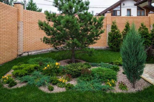 Кедр на участке. Кедр в ландшафтном дизайне