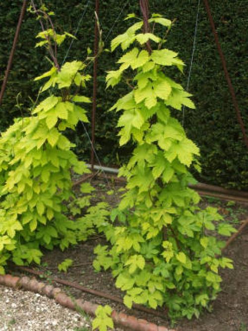 Как размножается хмель дикий. Размножение хмеля