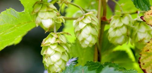 Как размножается хмель. Как выглядит лиана хмель и как она растет (с фото)