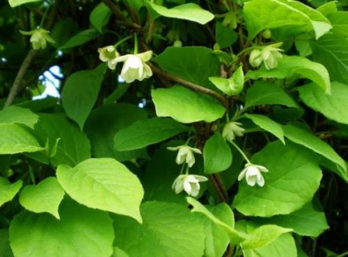 Как цветет лимонник. Описание