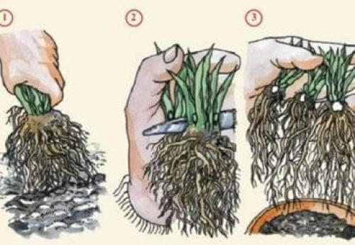 Как посадить семена вереска в саду и ухаживать за выращенными цветами