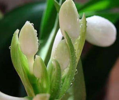 Как заставить эухарис цвести форум. Разбираемся, почему не цветет эухарис и как заставить растение выпустить стрелку