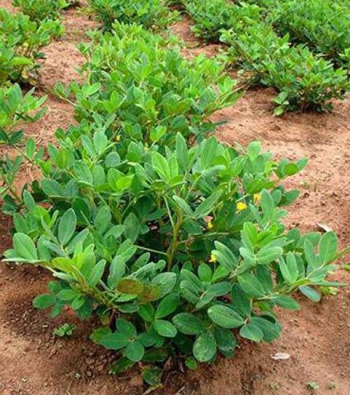 К чему относятся орехи арахис. Арахис - это орех или бобовые? Ка вырастить арахис?