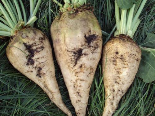 Лучшие сорта кормовой свеклы для украины. Описание сортов кормовой свёклы