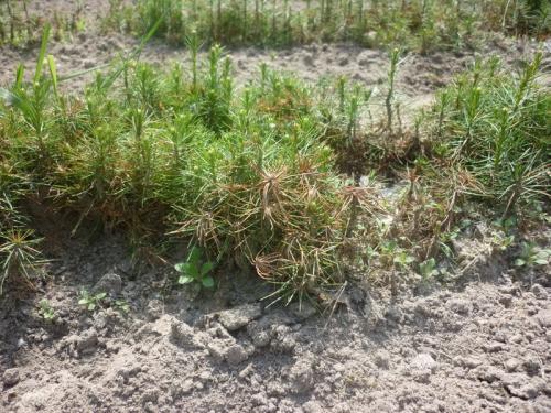 Болезни сосен и их лечение ржавчина. Ржавчина и другие болезни