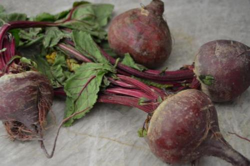 Лучшие сорта кормовой свеклы для Подмосковья открытый грунт. Семена свеклы: лучшие сорта для открытого грунта на Урале и в Подмосковье