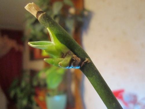 Детка орхидеи на сухом цветоносе. Появилась детка на цветоносе орхидеи — что делать?