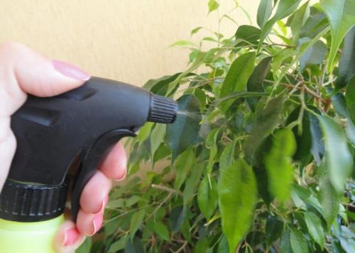 Почему осыпается фикус Бенджамина. Фикус бенджамина сбрасывает листья: почему и что делать?