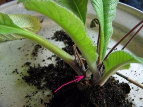 Стрептокарпус Размножение листом в домашних условиях. Самый простой способ размножения — деление куста